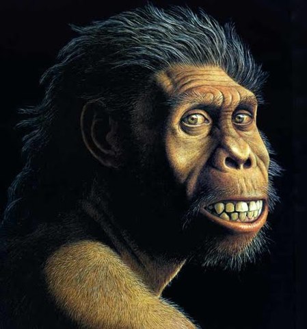 Homo Habilis