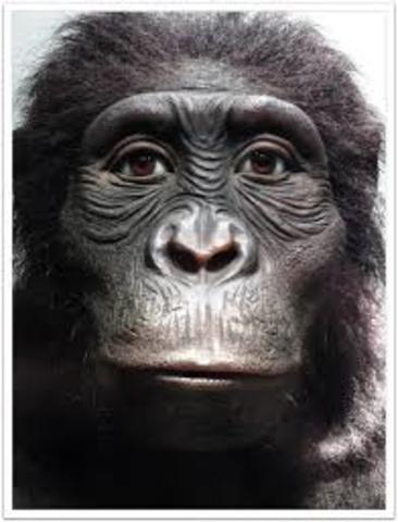 Australopithecus Africanus y Afarensis