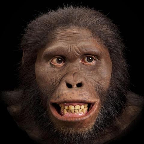 austrlopithecus africanus