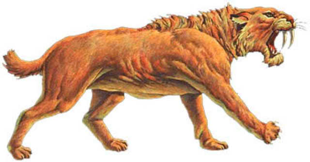 Evolución del tigre dientes de sable