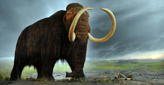 Mammuthus