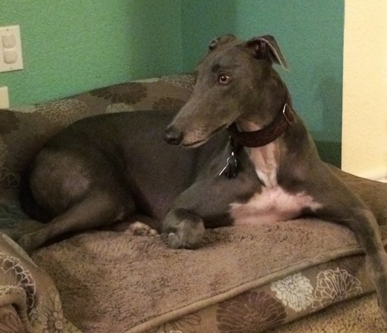 Acquisiamo il nostro cane attuale (Zephyr)