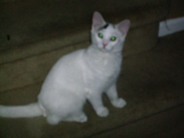 Ho adotto mia gatta, snowball.