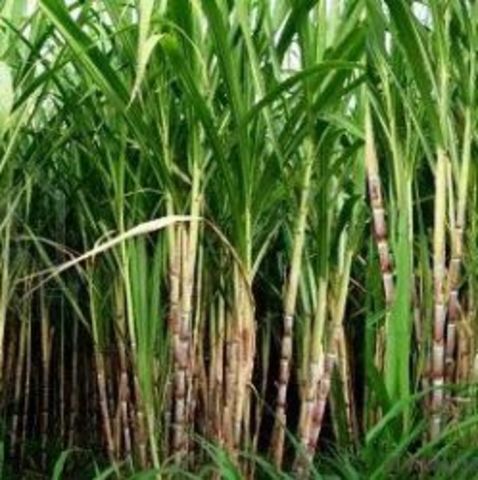 Industria azucarera-introducción de los primeros esclavos negros-Hato ganadero