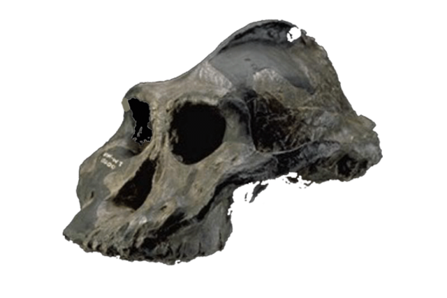Paranthropus Aethipicus