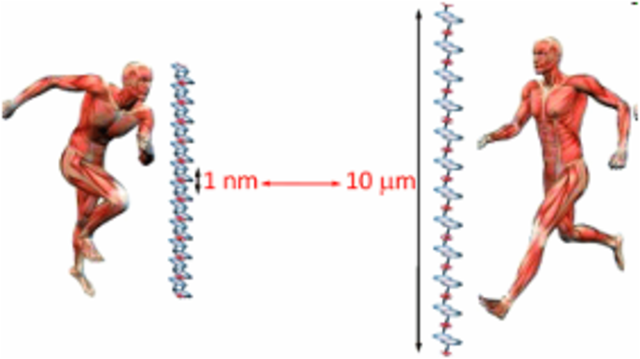 Дж. Фрейзер Стоддарт
