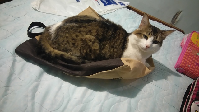 Imposible no quererlos