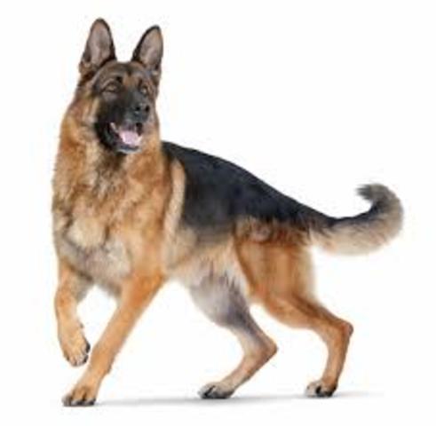 Yo tenía un perro se llamaba Allie