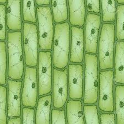 Si los protistas se componen de una o más células ¿qué pasa con las plantas?