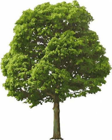 ¿Qué quiso ser en su  ...?