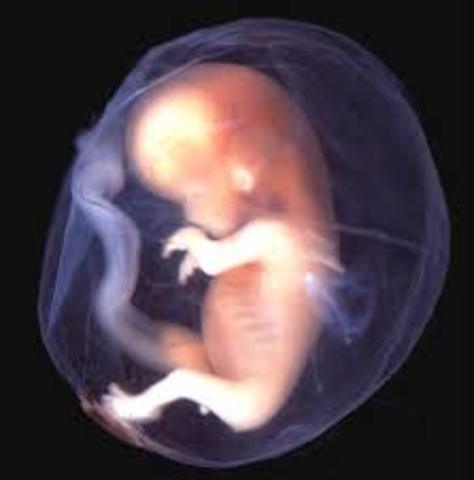 Third and Fourth Week After Conception