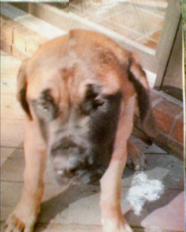 When I got a new dog