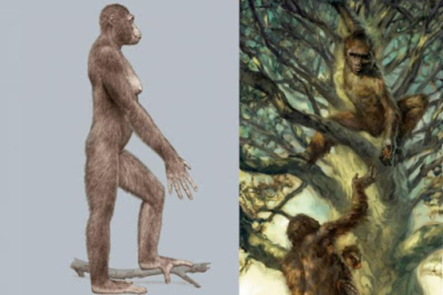 ardipithecus ramidus