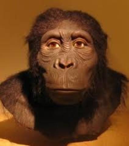 australopithecus anamensis