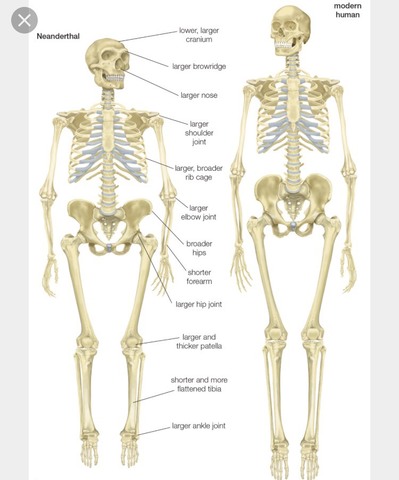 Huesos para representar cantidades