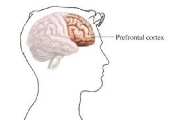 Prefrontal Growth