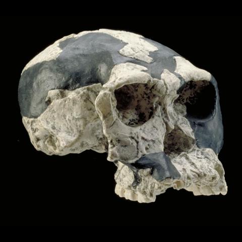 Homo Habilis