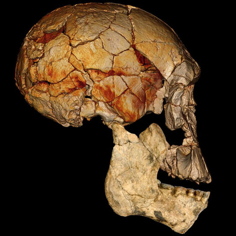 Homo Rudolfensis