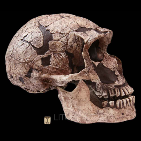 Homo Neanderthalensis