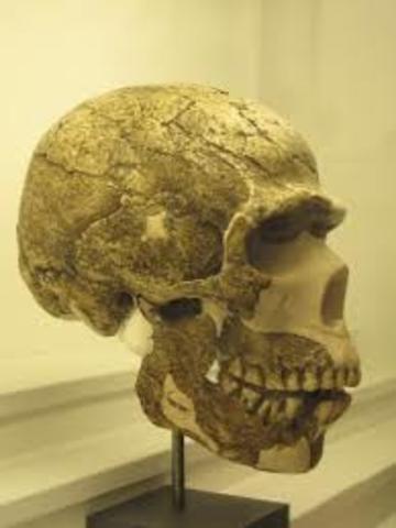 Homo Rodhesiensis