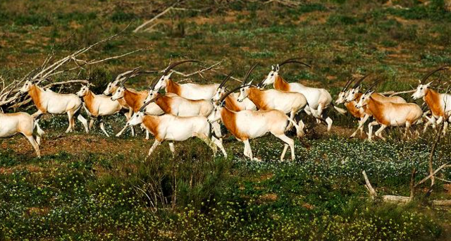 Scimitar horned oryx - critically endangered in the wild.
