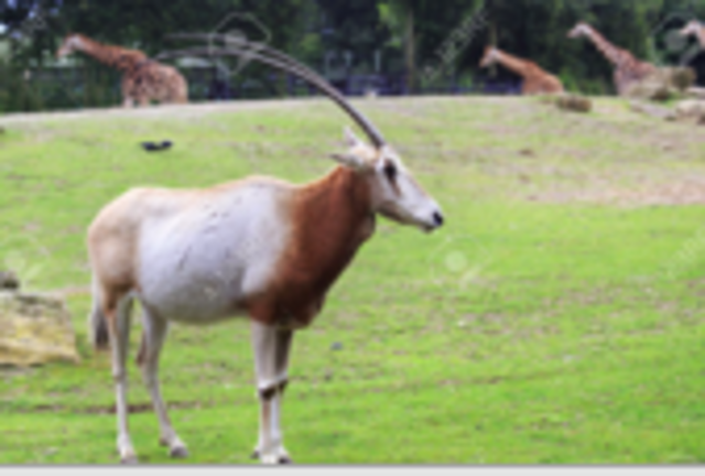 Endangered in the wild.