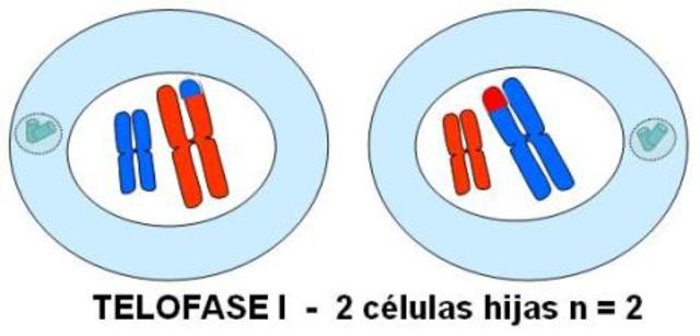 Remark, Virchow y kolliker
