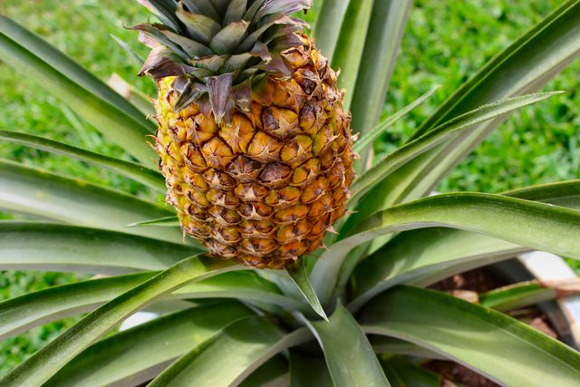 The 1st pineapples were planted in Hawaii