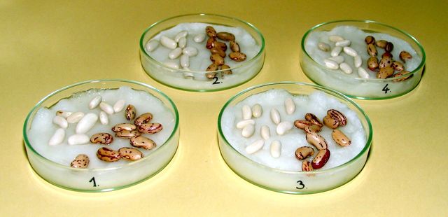 tálkákba helyezzük a babokat vattára