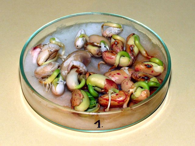 Folyamatosan nedvesen tartjuk a vattát