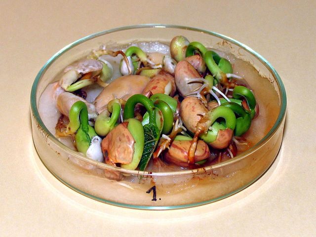 Pár nap múlva megjelennek a babszemeken a kicsi zöld csírák