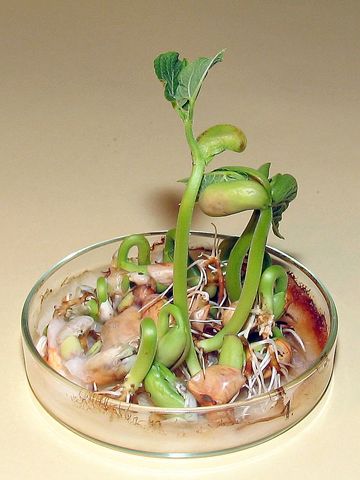 Rövidesen a kis növénykék is láthatóak lesznek itt jól látszanak a sziklevelek