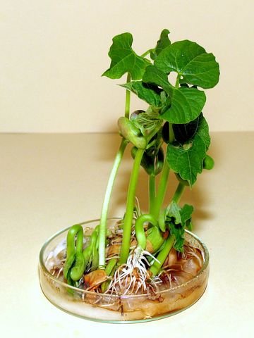 Ezen a képen már a teljes növényke látszik, de még mindig felfedezhetőek a lassan felszívódó sziklevelek