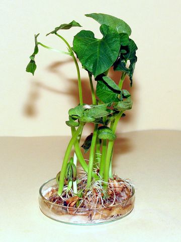 Itt már a kifejlett növény látható