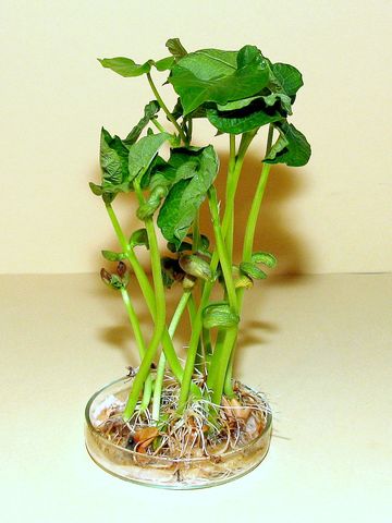 Lassan eltűnnek a sziklevelek