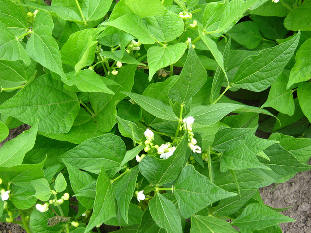 Ezen a képen virágzik a növénykénk