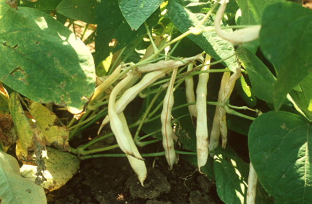 Megjelennek a termések