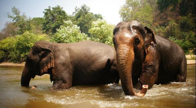 Bathe an elephants