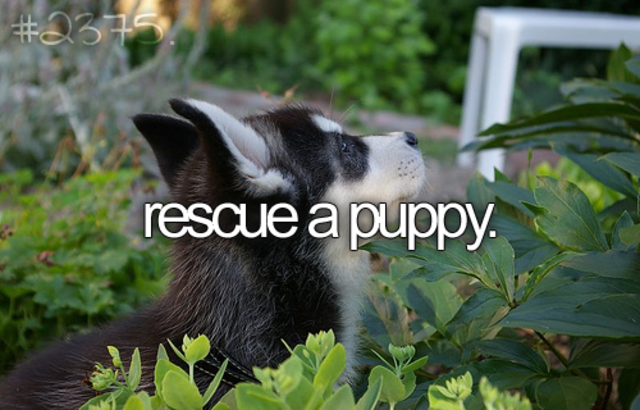 Rescue a puppy