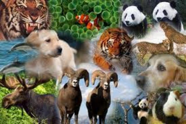 Animales