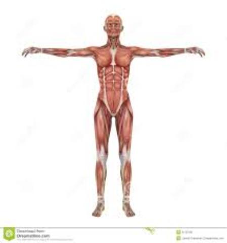 Francoise Mangedie Pharmacological experiments