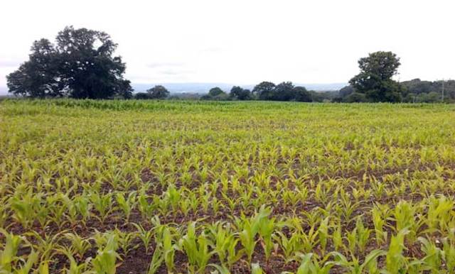 Texas produces a record of crop