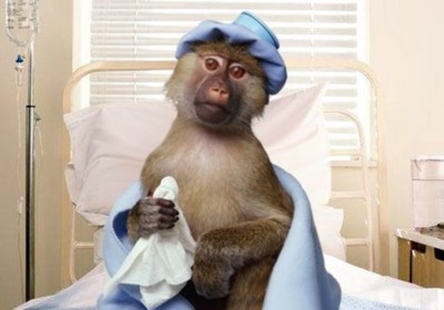 450 Monkeys temporarily abandoned