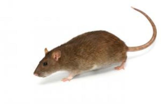 Rats used more than other animal