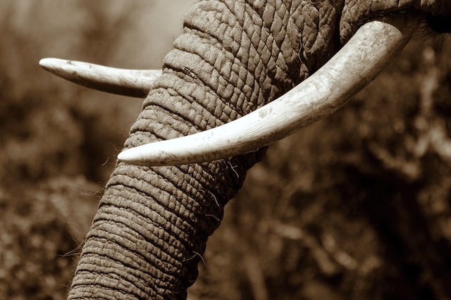 Elephants ivory