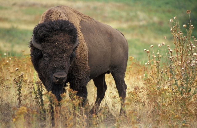 Plains Indians attack a group of buffalo hunters