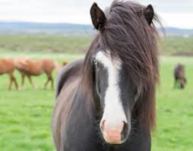 Guy abuses his horse
