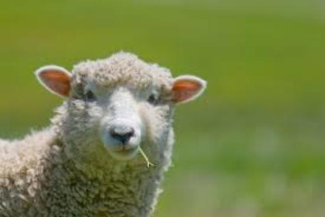 Anthrax in Sheep