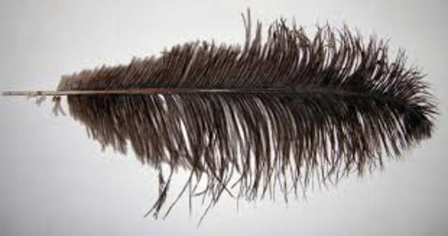 Ostriches Feathers Used for Hats