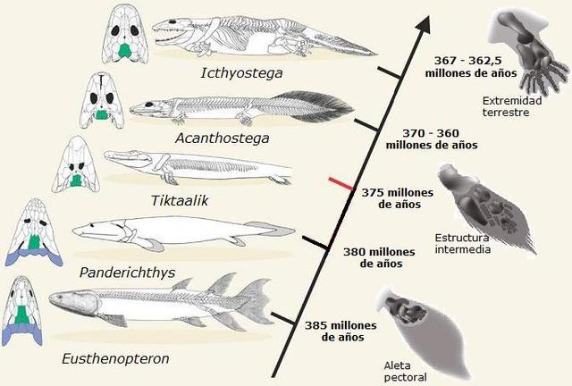 Transición de peces a anfibios.